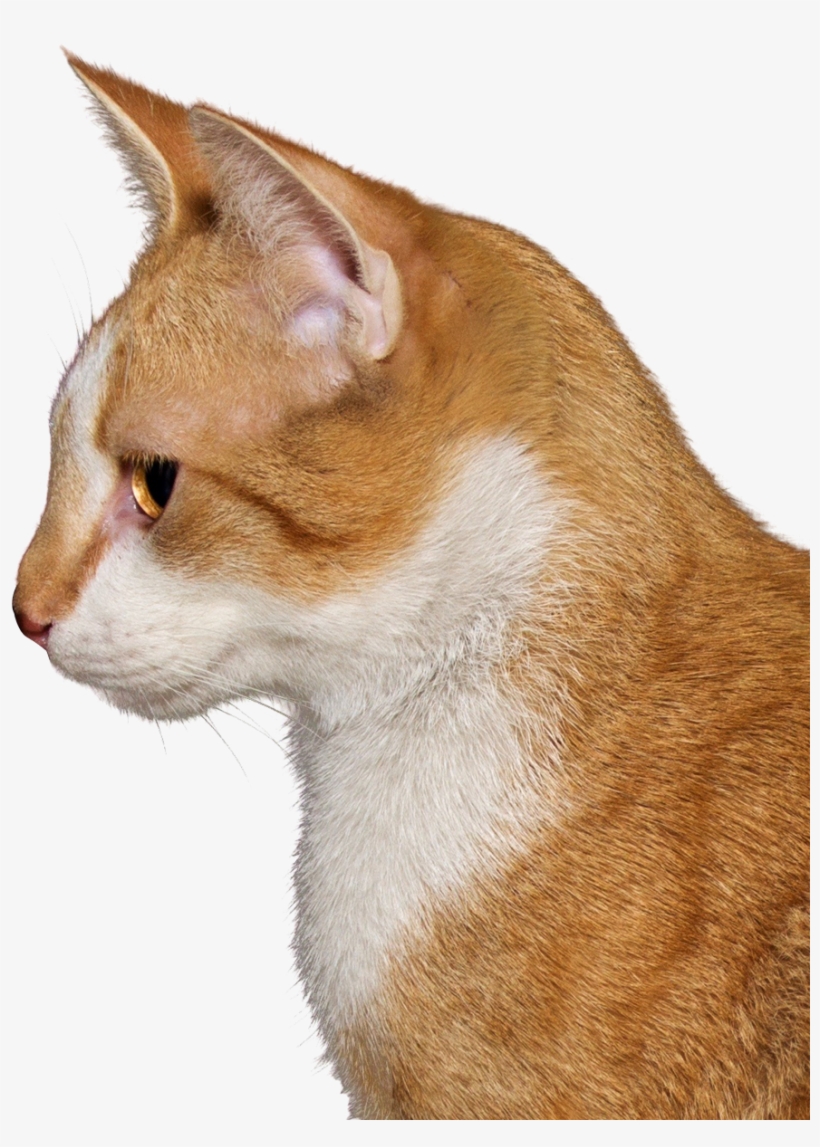Download Cat Png Image - Cat, transparent png download