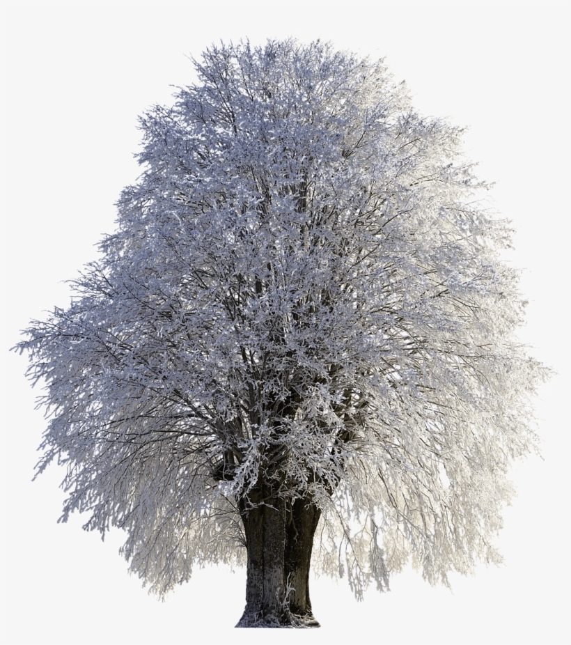 Download - Tree With Snow Png, transparent png download