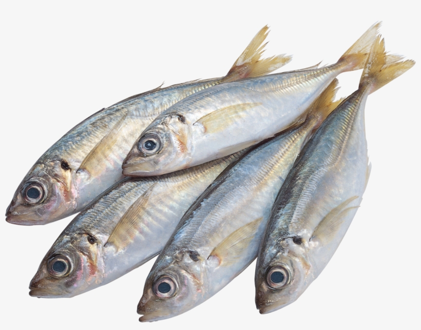 Fish Png Four - Transparent Background Fish Png, transparent png download