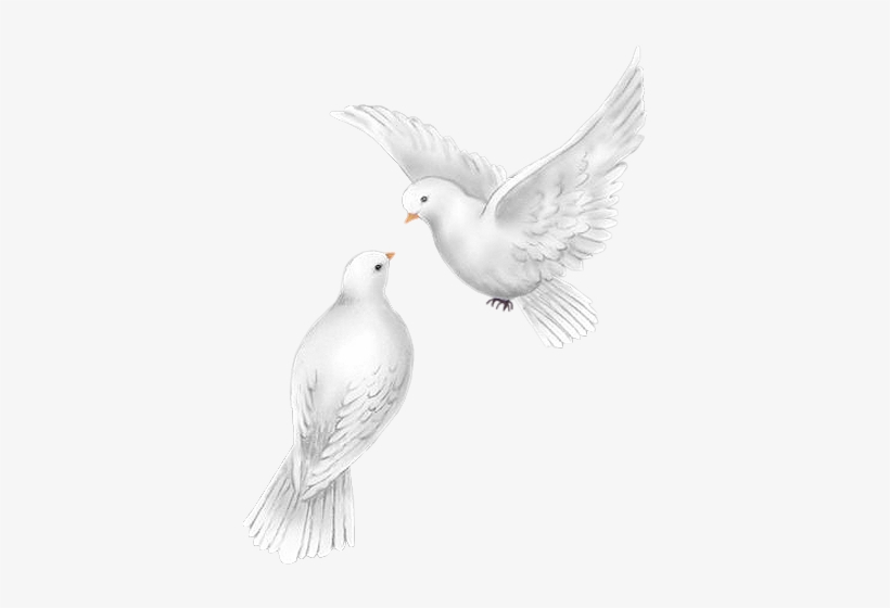 Dove Bird, Pigeon, Bird Feathers, Beautiful Birds, - Palomas Para Bodas Png, transparent png download