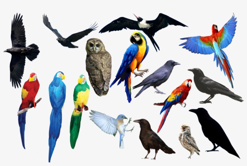 all birds types