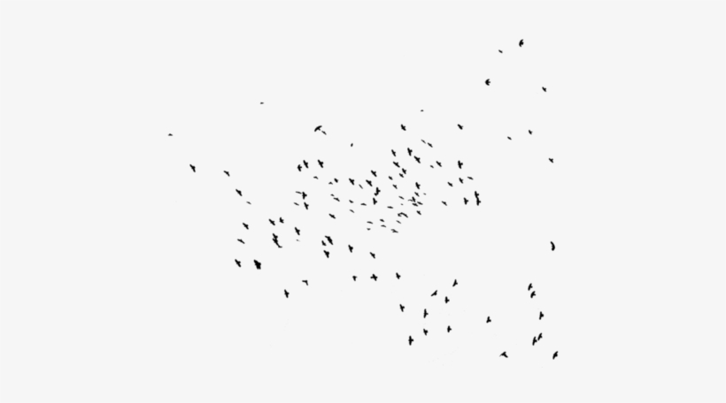 Birds, Black, And Png Image - Flock, transparent png download