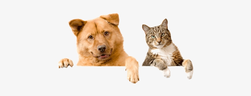 Cat And Dog Png Image - Domestic Cats And Dogs, transparent png download