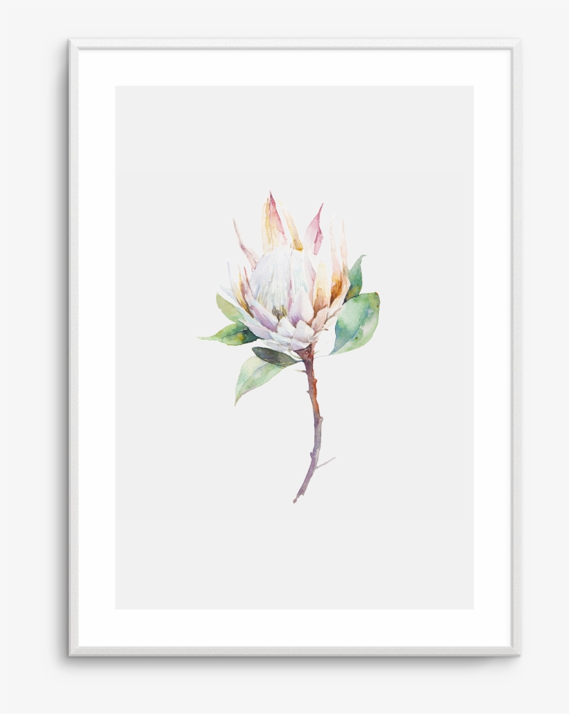 Protea In Watercolour - Cool Botanical Canvas Wall Art Frame: Black, transparent png download