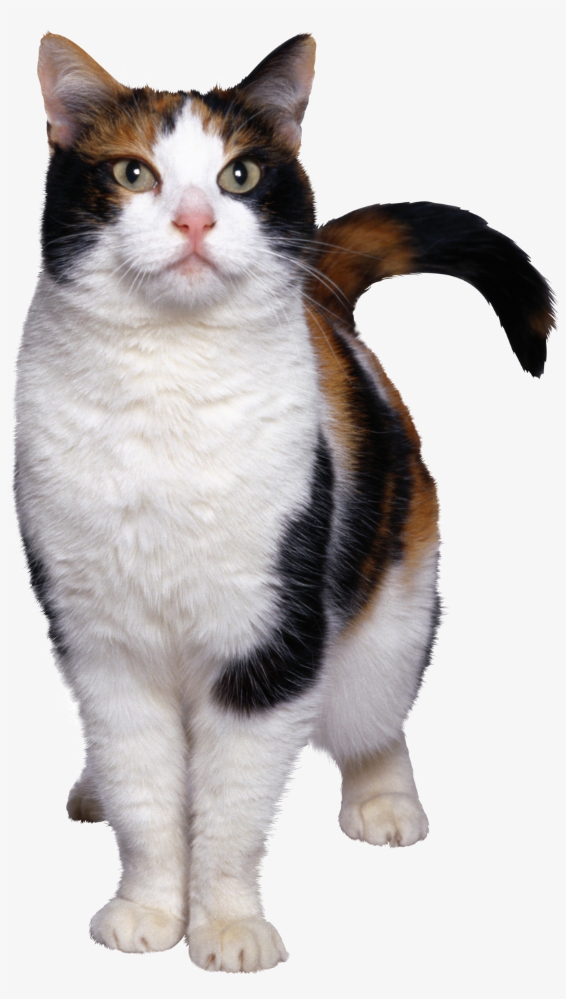 Ourpets Company Store-n-feed Jr. Elevated Dog Feeder, transparent png download