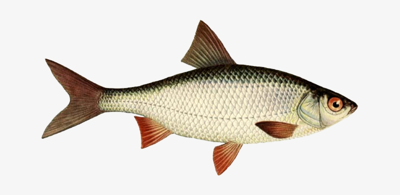 Fish Png, transparent png download