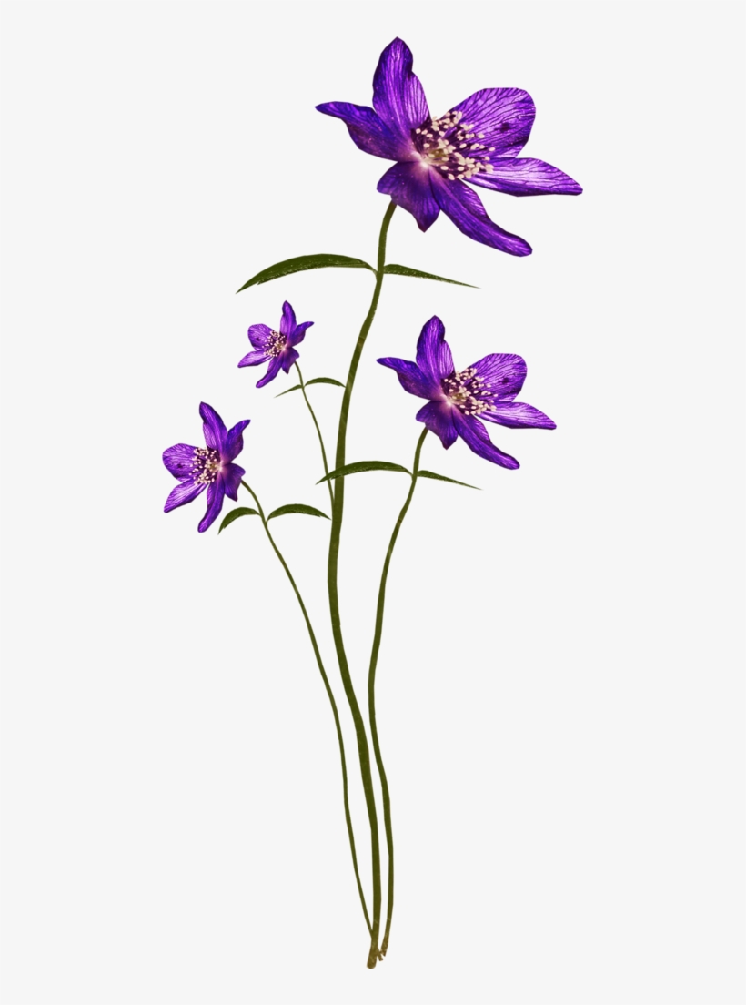 Bee Purplerain El144 - Iris Versicolor, transparent png download