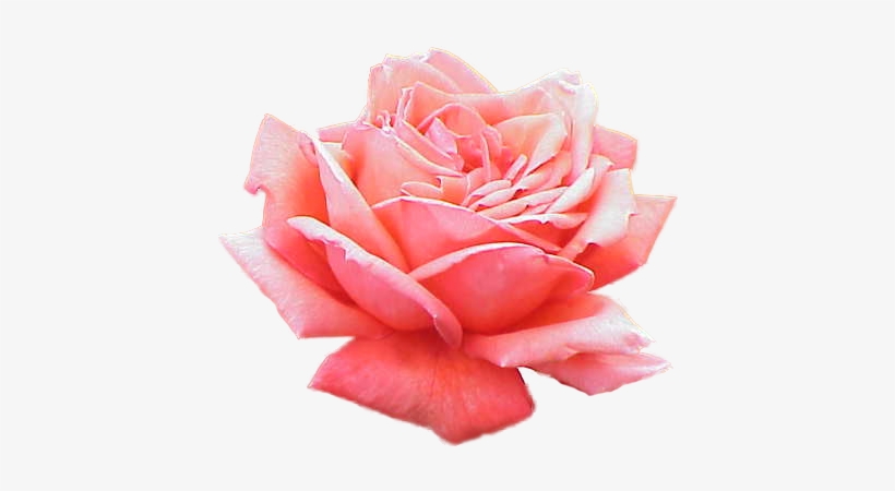 Extracted Pink Rose - Lavera Deodorant Spray 75 Ml 75 Ml, transparent png download