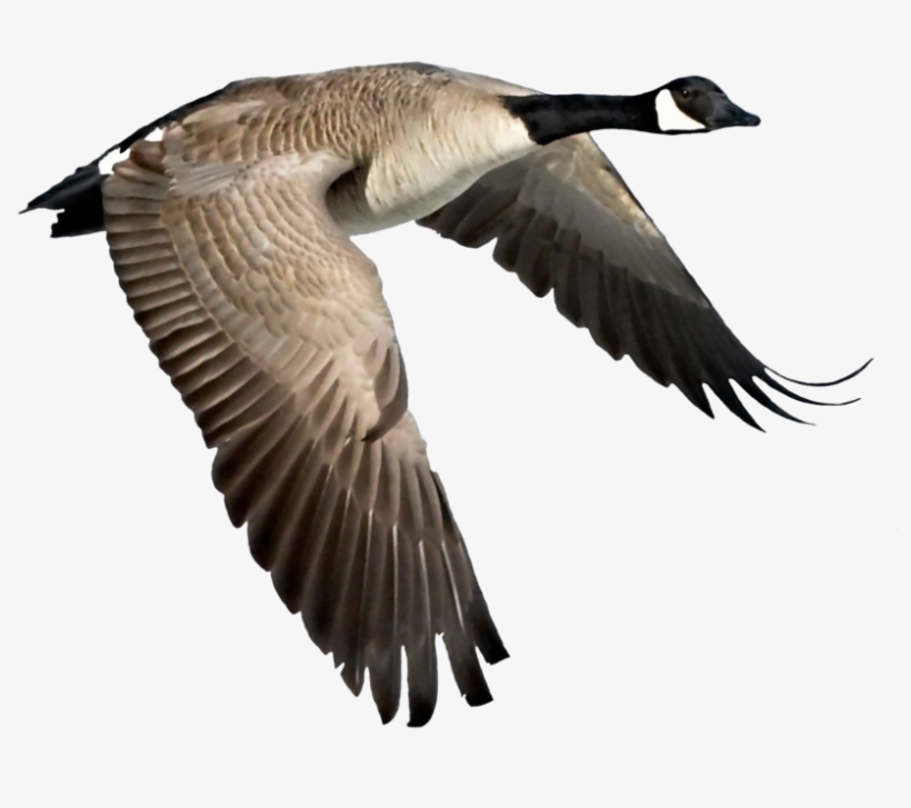 Macaw Front View Png By Evelivesey On Clipart Library - Harris Eisenstadt - Canada Day, transparent png download