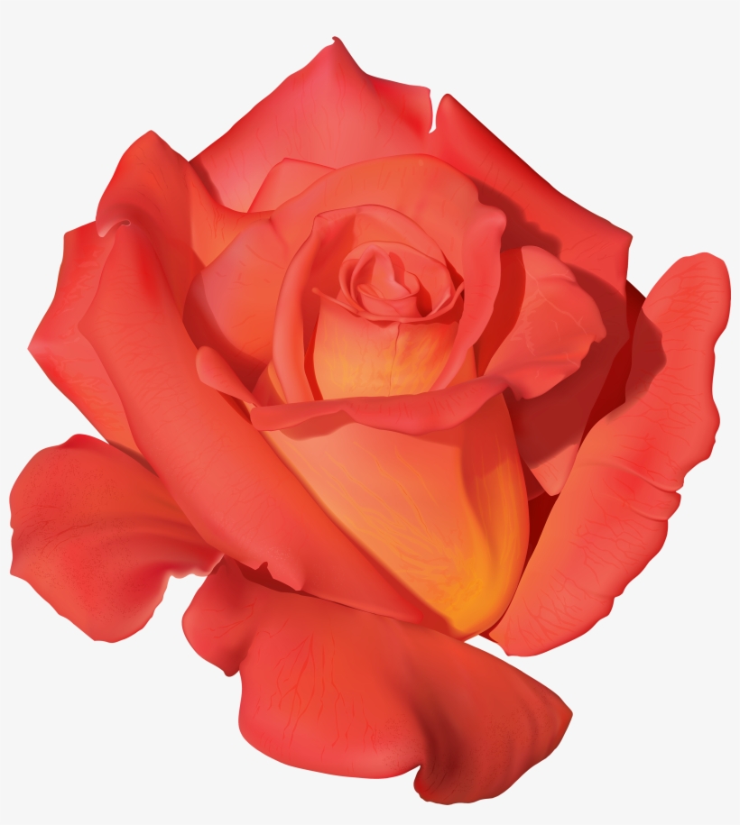 Orange Rose Png Clipart, transparent png download