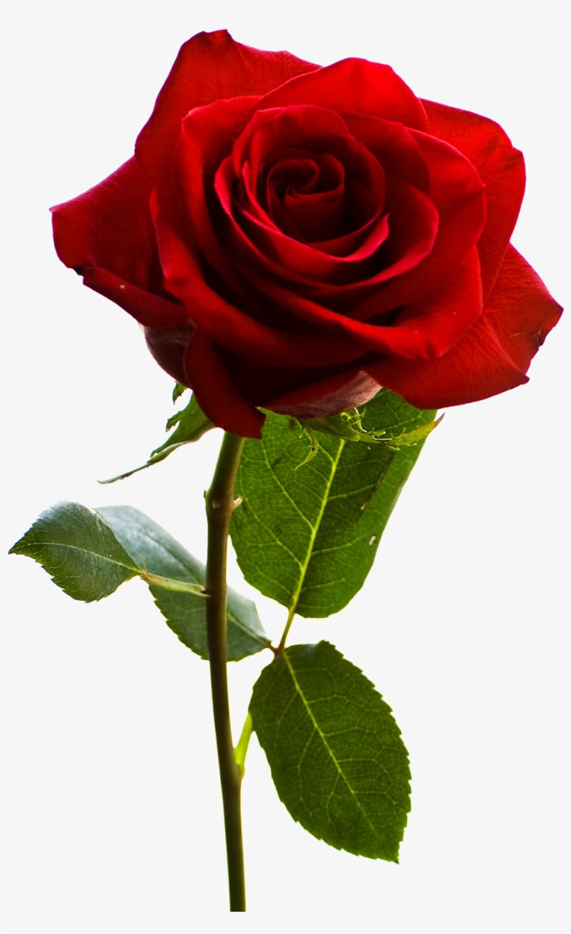 Rose - Transparent Rose, transparent png download