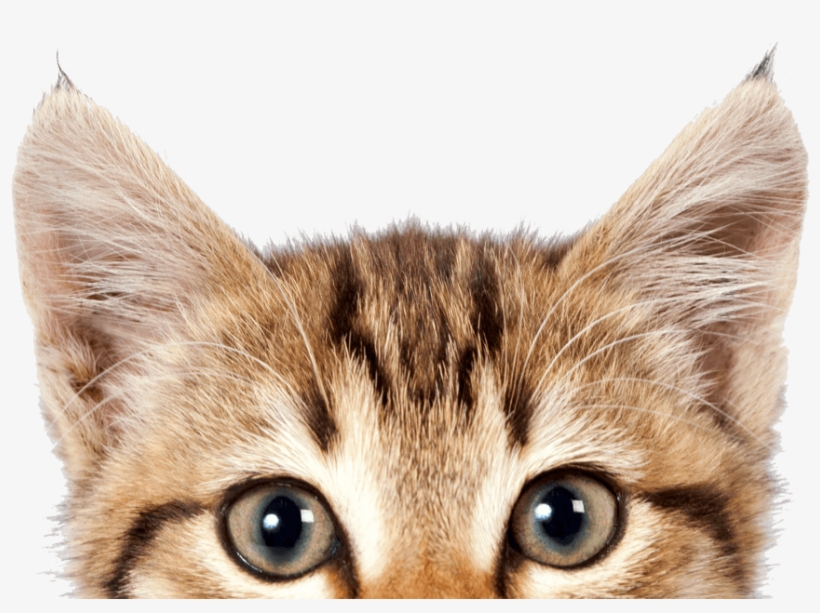 Cats By Anna Maria Espsater 9781849537353 (hardback), transparent png download