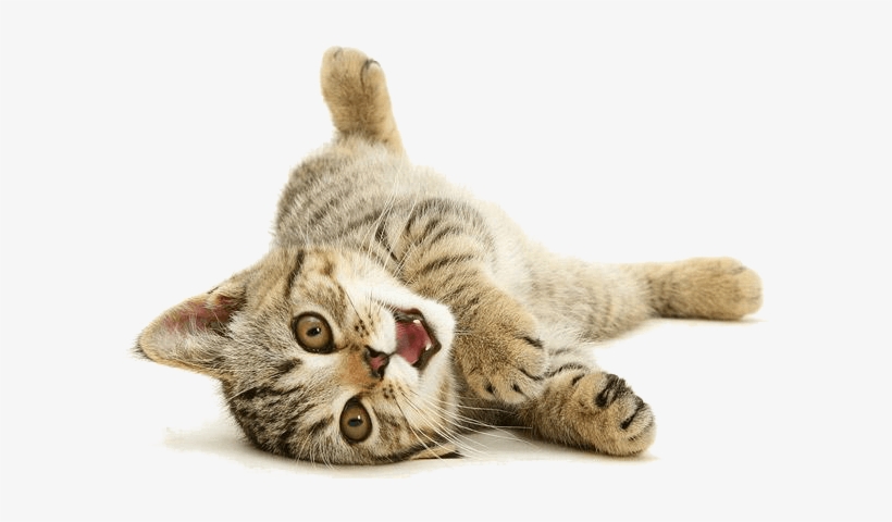 Cat Playing Back - Cat Toy, Snake, Green, transparent png download