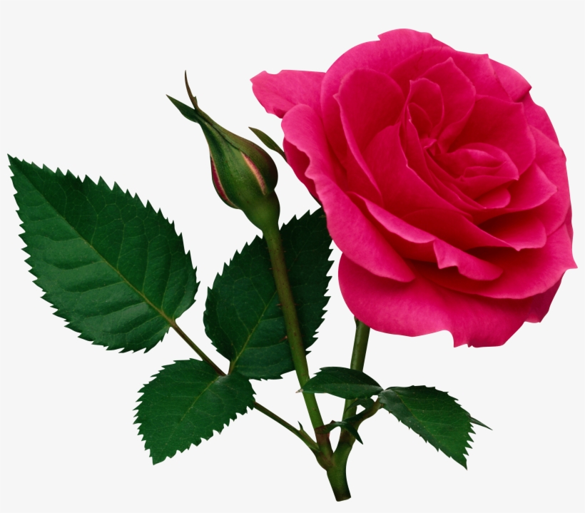 Valentine Rose Png Collection - Rose Flower Png File, transparent png download