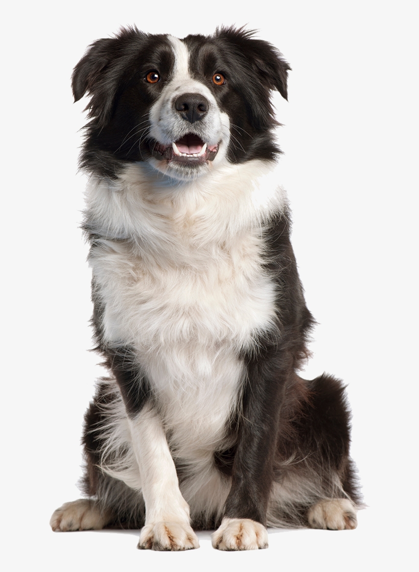 Dog Png Image - Dog Png, transparent png download