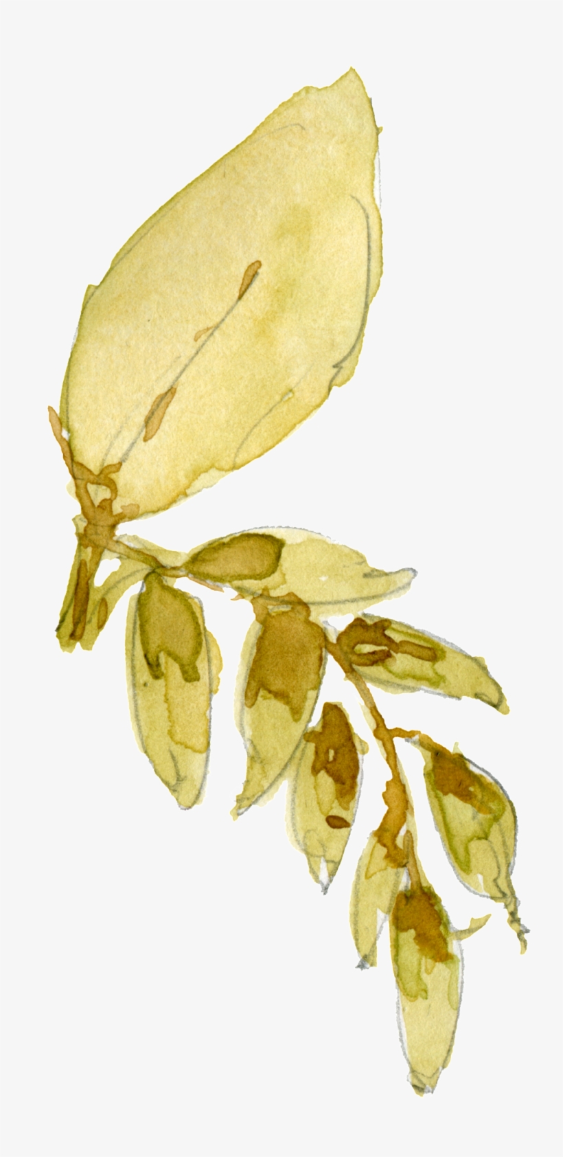 This Graphics Is Watercolor Leaf Decoration Vector - Watercolor Painting, transparent png download