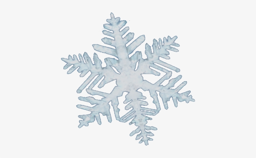Snow Flake - Sitka Spruce, transparent png download