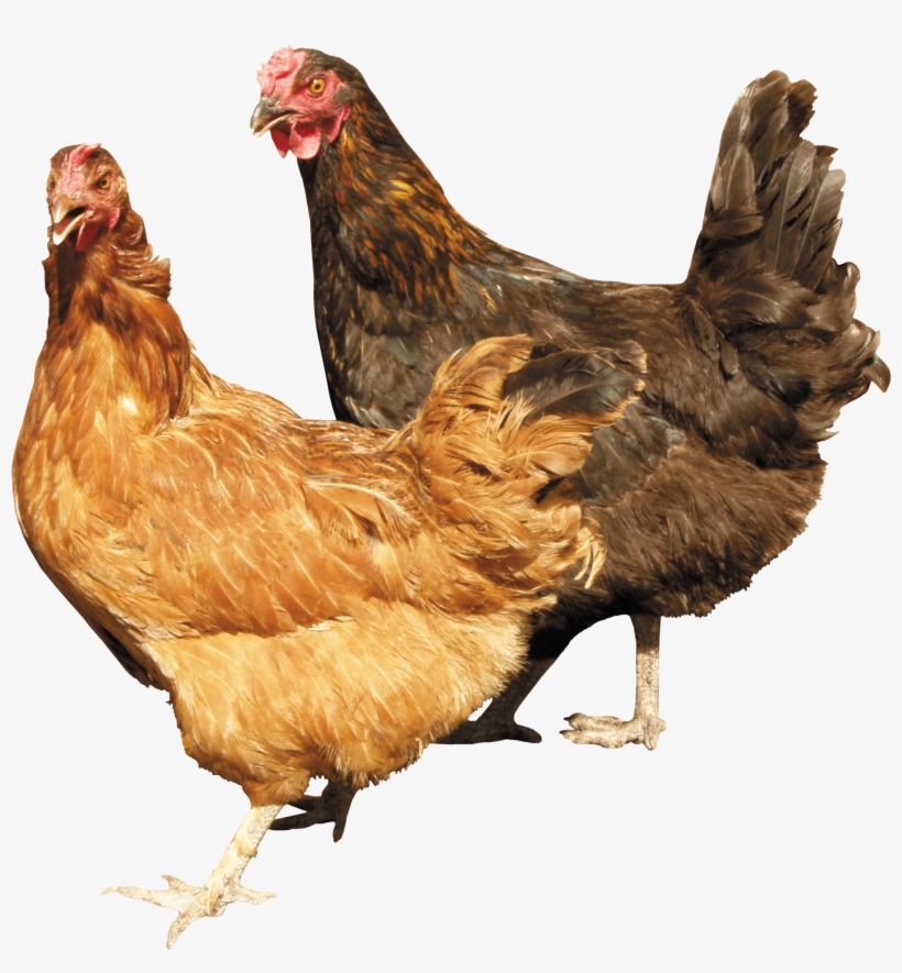 Quality Brand Cozy Products Safe Chicken Coop Pet Heater, transparent png download