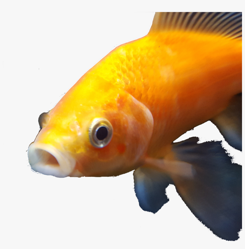 Goldfish - Dank Goldfish, transparent png download