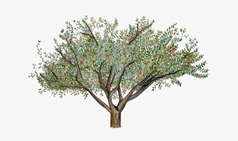 Smwatercolorleavestree - Wedding, transparent png download