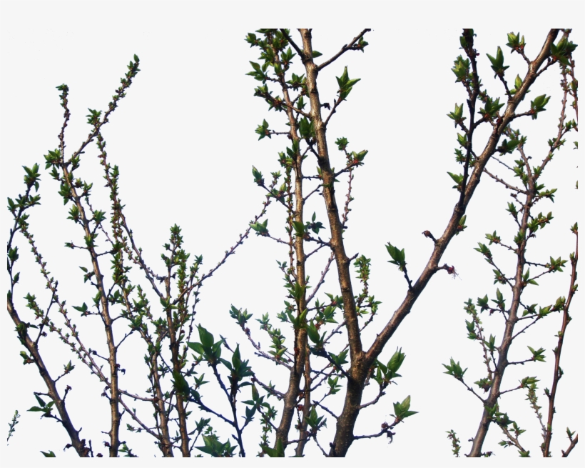 Jpg Black And White Library Branches, transparent png download