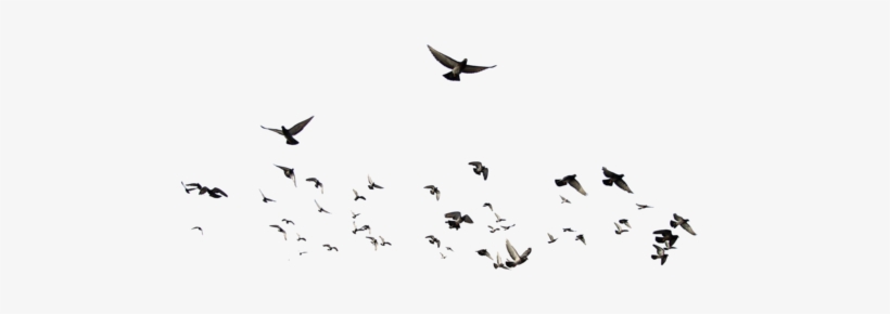 Dove Animal,flocks Of Birds - Flock Of Birds Psd, transparent png download