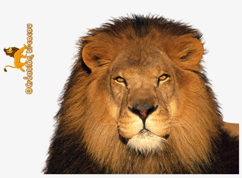 Free Icons Png - Lion Png, transparent png download