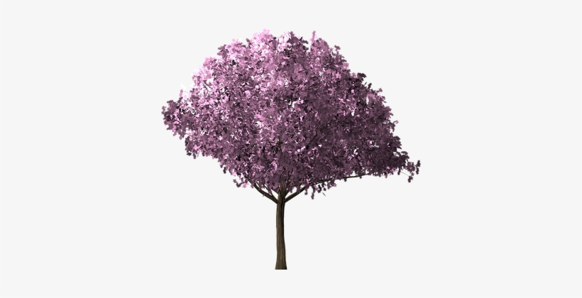 Cherry Blossom Tree, Cherry Blossom - Arbol Cerezo Png, transparent png download