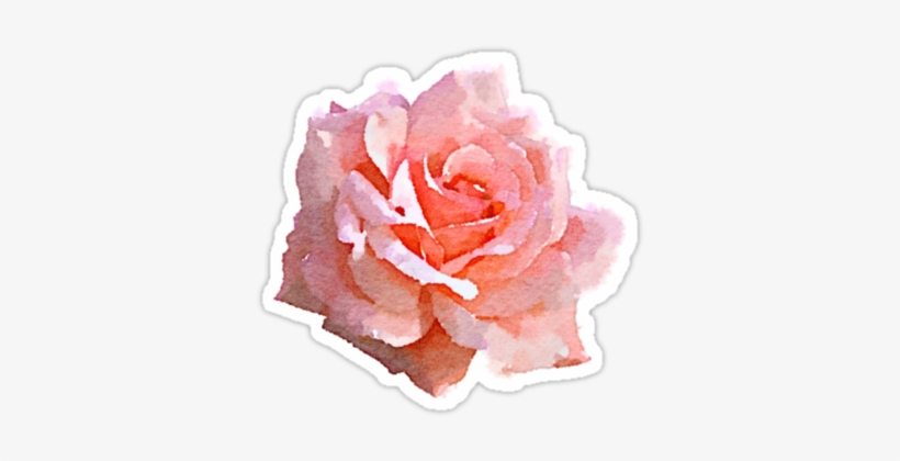 Tumblr Png Summer Graphic Black And White Stock - Pink Roses Watercolor Png, transparent png download