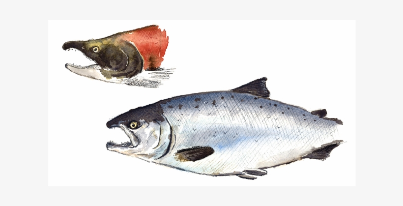 Thank You - Sockeye Salmon, transparent png download