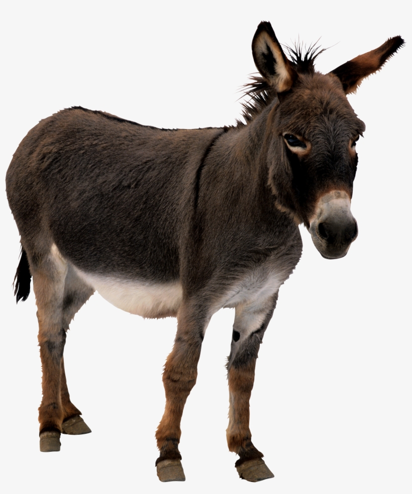 Donkey Png - Amazing Book Of Mammal Records: The Largest, The Smallest,, transparent png download