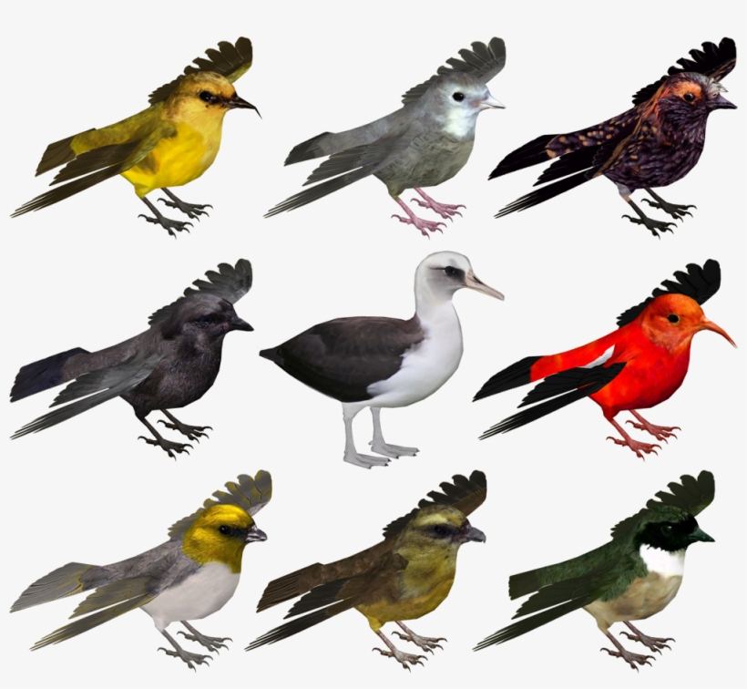 Intersting Islands- Hawaii Animals - Hawaii, transparent png download