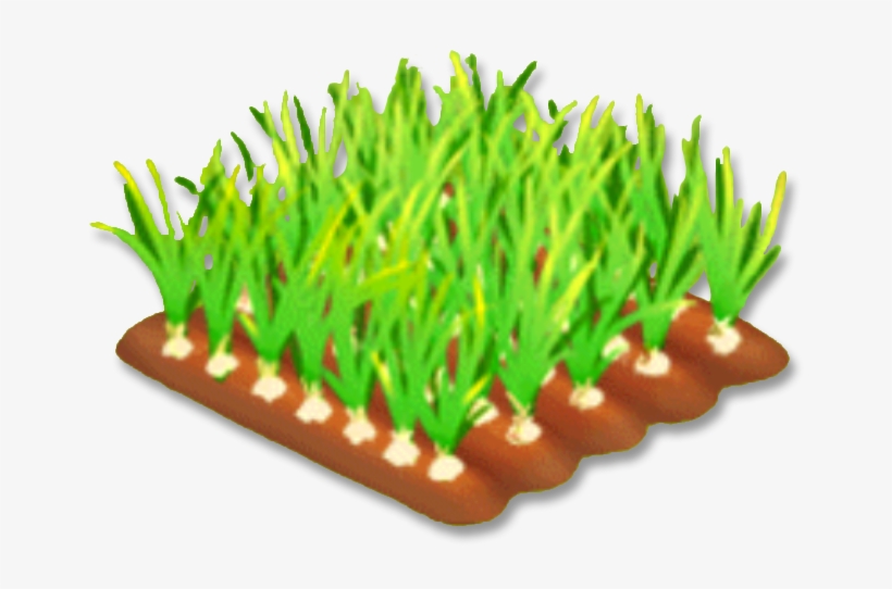 Onion Stage 3 - Onion, transparent png download