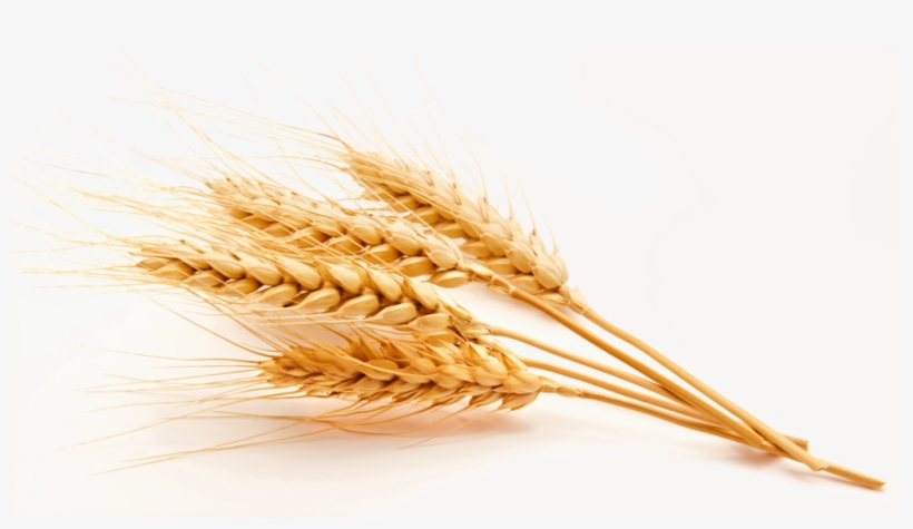 Wheat Vector Free Png High Quality Image - Emmer, transparent png download