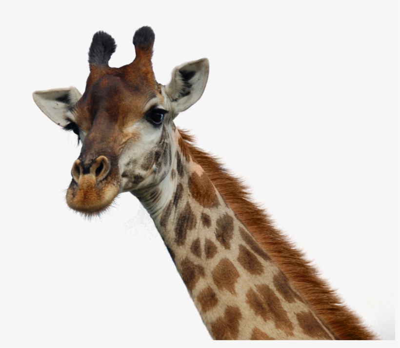 Giraffe Png, transparent png download