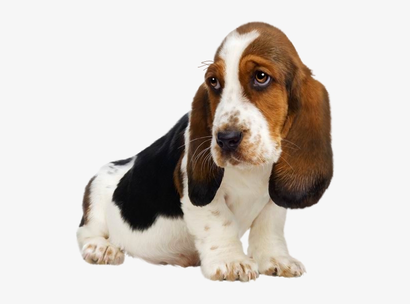 Puppy Png Clipart - Basset Hound Puppies, transparent png download