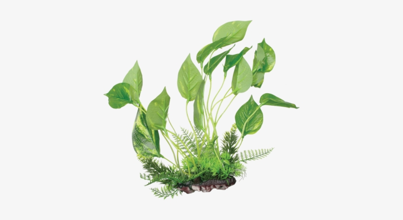 Aquarium Plants Png - Fluval Marbled Anubias Plant For Aquarium 9.5-inch, transparent png download