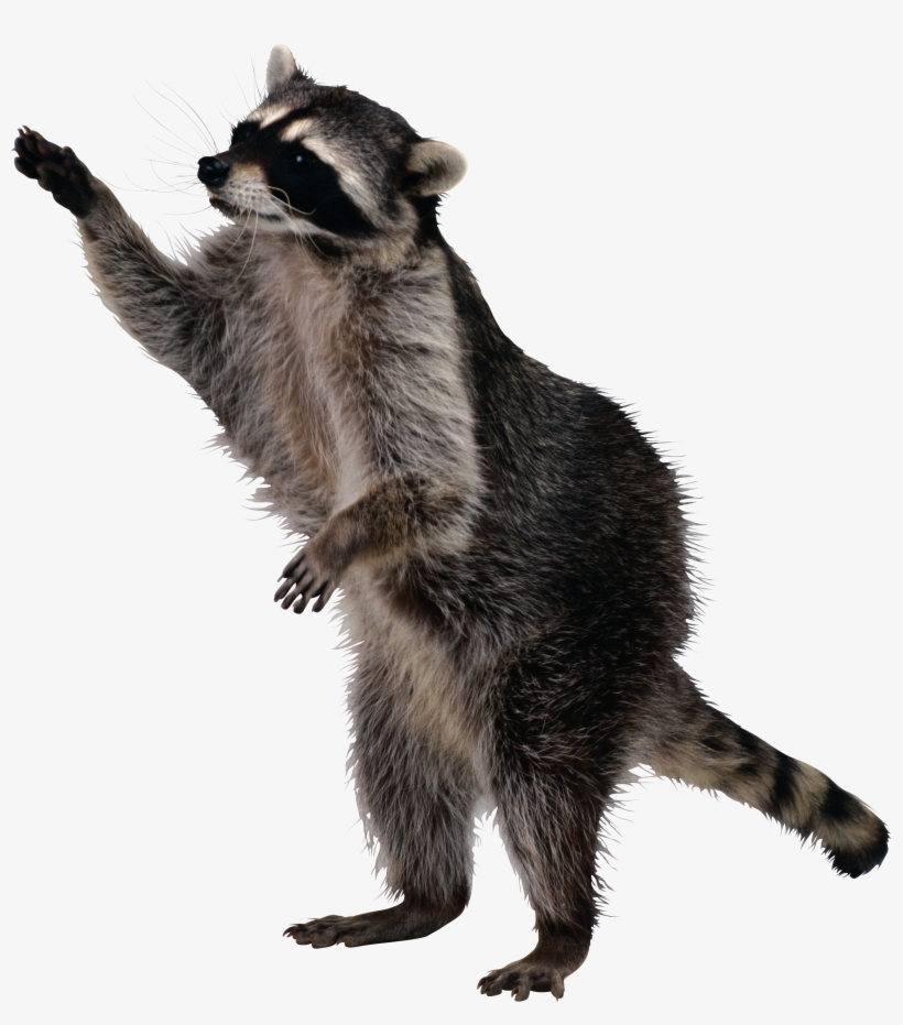 Raccoon Png - Real Life Sly Cooper, transparent png download