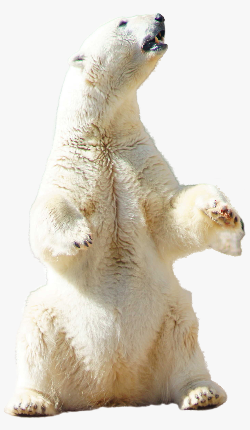Polar Bear Sitting - Polar Bear Standing Png Transparent Transparent