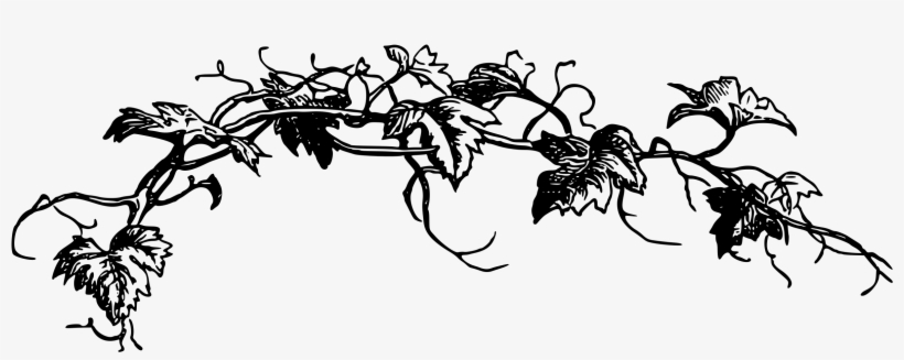 Vine Png, transparent png download