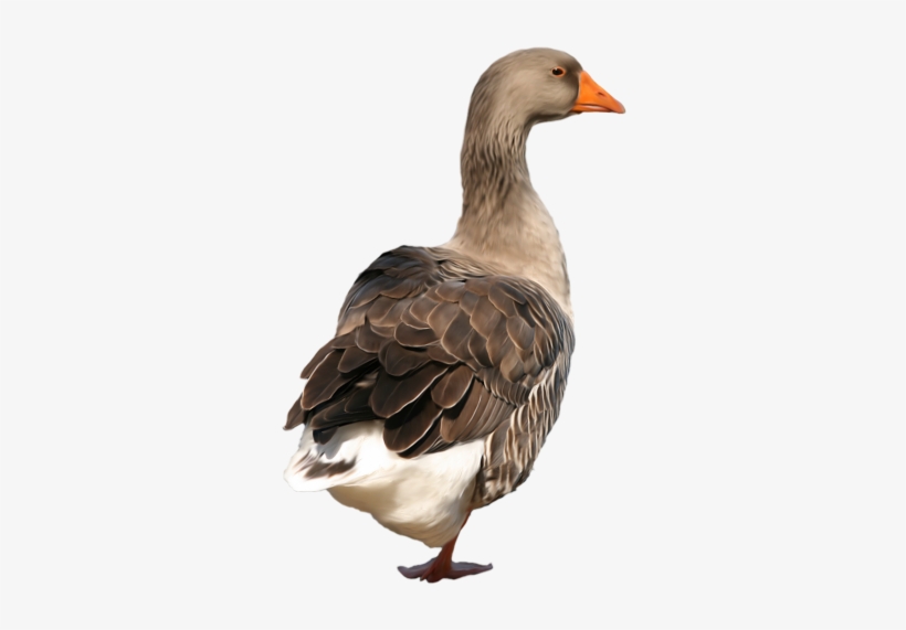 Duck Png Clip Art - Duck Png, transparent png download