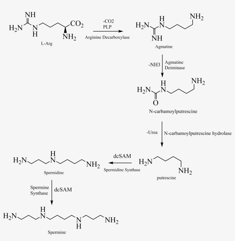 Spermin Biosynthesis Plants - Wikimedia Commons, transparent png download