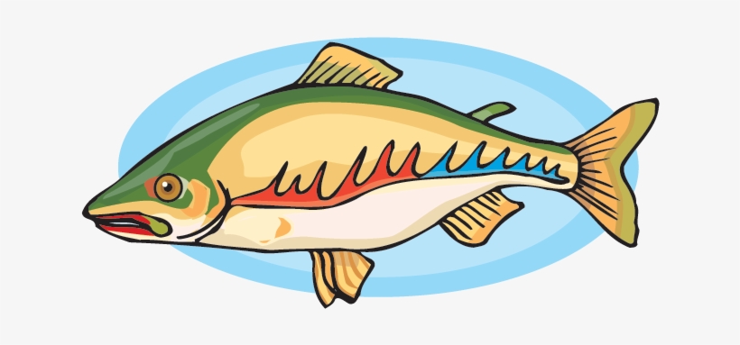 Crinkleroot's 25 Fish Every Child Should Know - Animation, transparent png download