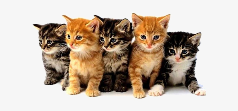 Feline Panleukopenia Virus Vetlife - Cats And Kittens Png, transparent png download