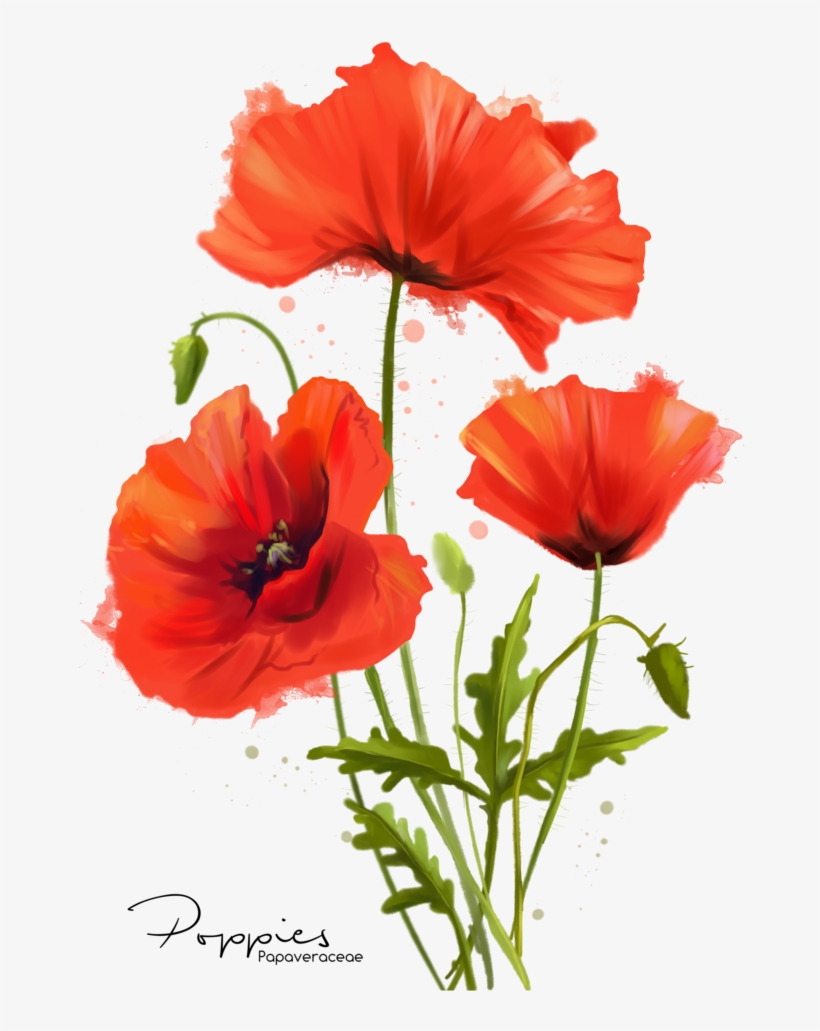 My Flowers Poppies Watercolor Painting By Kajenna - Poppy Watercolor, transparent png download
