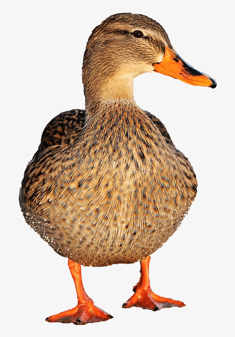 Animals - Ducks - Duck Png, transparent png download