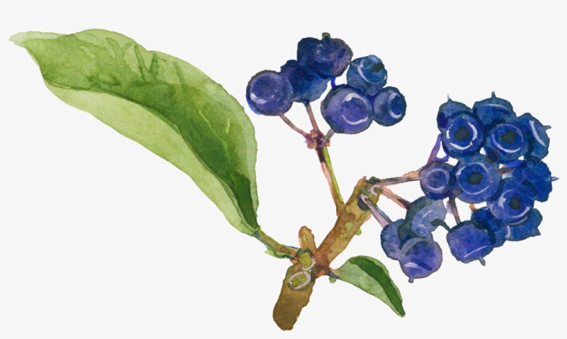Tidal Hand Painted Watercolor Flower Decoration Transparent - Watercolor Painting, transparent png download