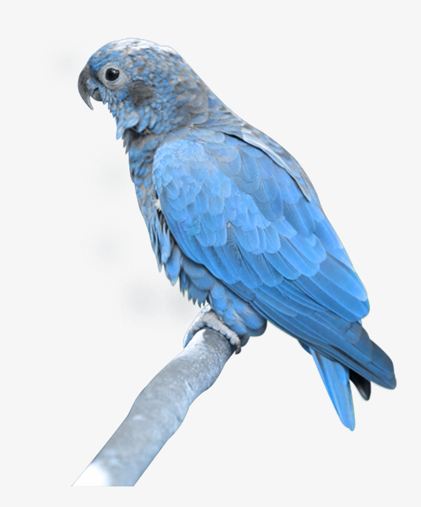 Blue Parrot Png, transparent png download