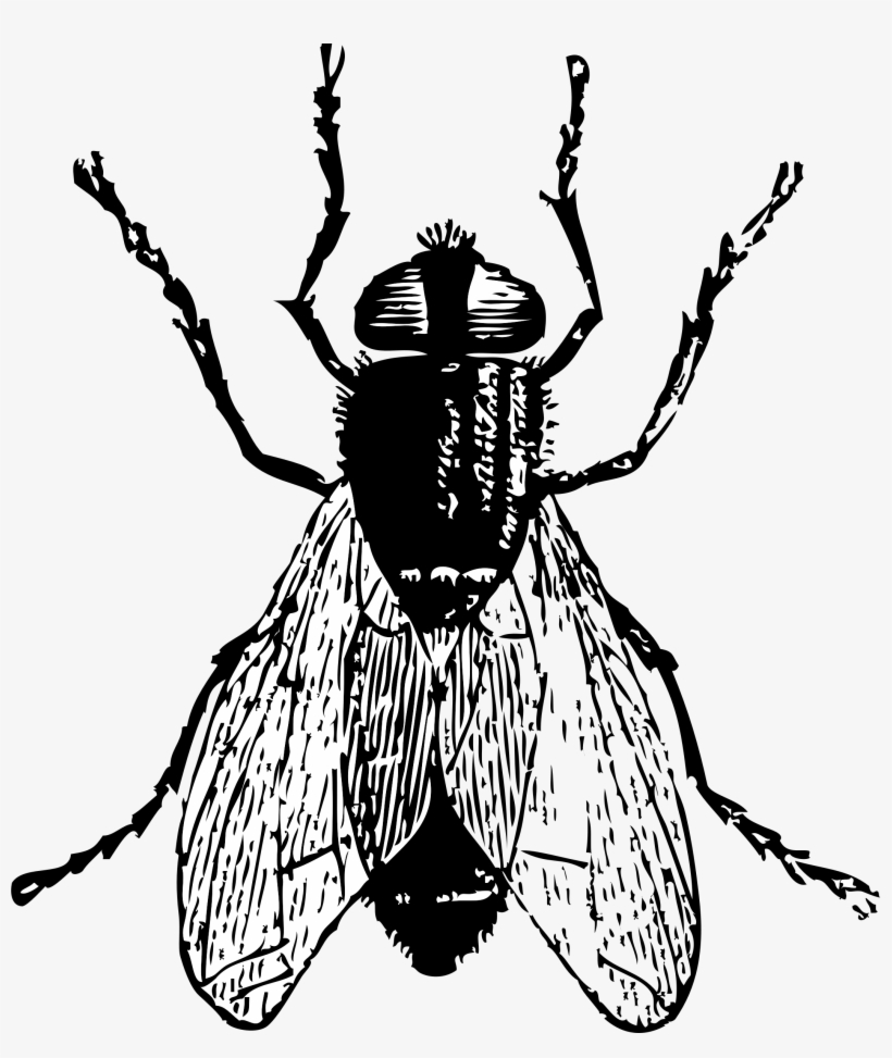 Fly Banner Stock - Fly Clip Art, transparent png download