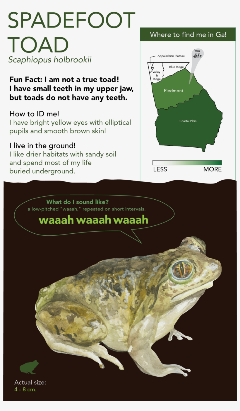 This Project Includes - Eastern Spadefoot, transparent png download